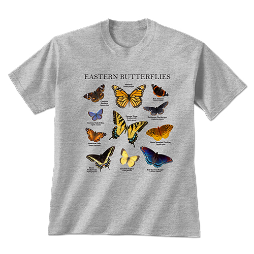 Eastern Butterflies