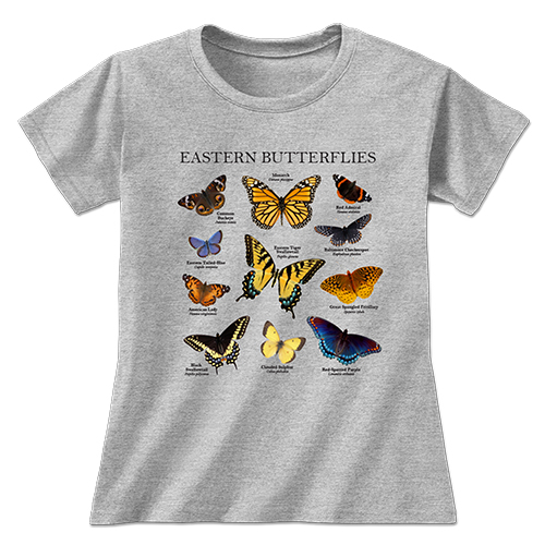 Eastern Butterflies