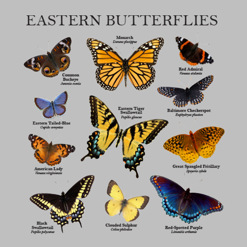 Eastern Butterflies