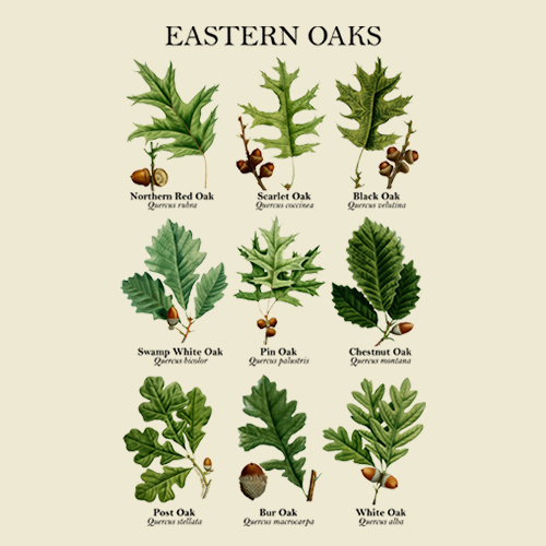 Eastern Oaks