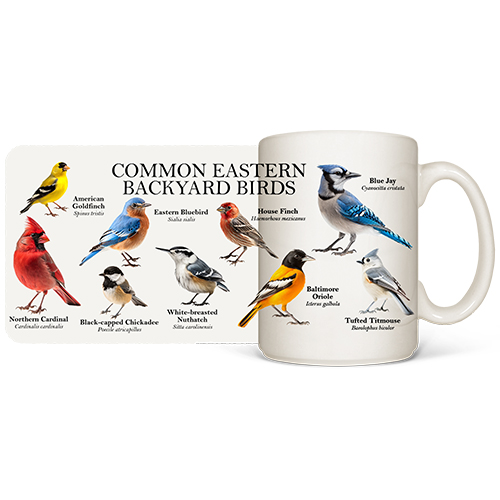 Common Eastern Birds