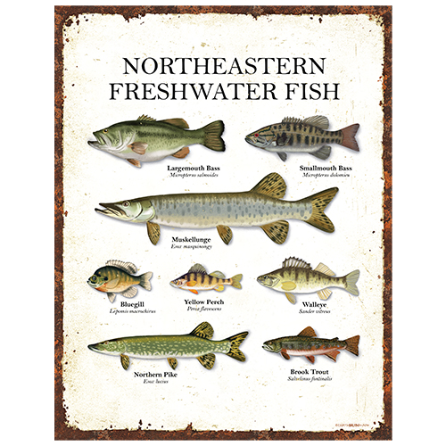 Northeastern Fish