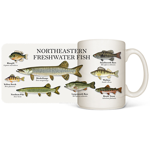 Northeastern Fish