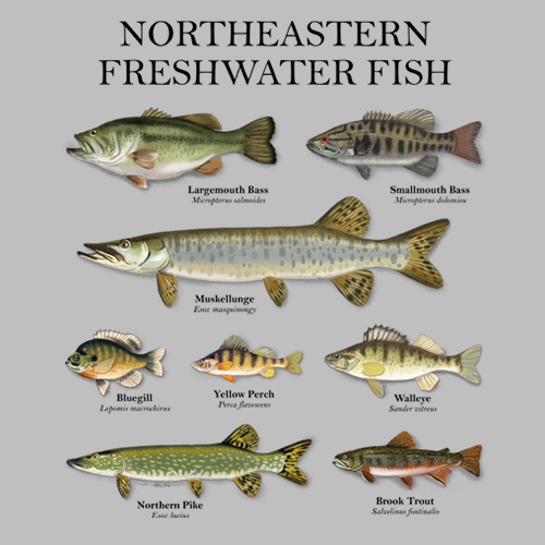 Northeastern Fish