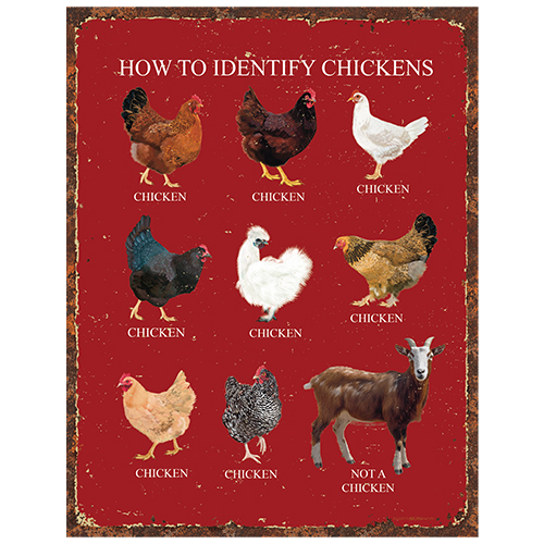 How to Identify Chickens