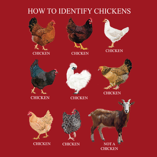 How to Identify Chickens